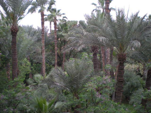 Appart Avec Vue Jardin/Majorelle Marrakesh Luaran gambar